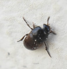 Ptomaphagus