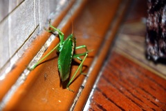 Tettigonia viridissima