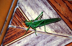 Tettigonia viridissima
