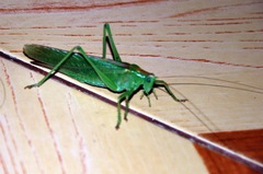 Tettigonia viridissima