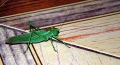 Tettigonia viridissima