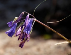 Agapanthus campanulatus