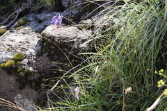Agapanthus campanulatus