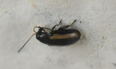 Phyllotreta vittula