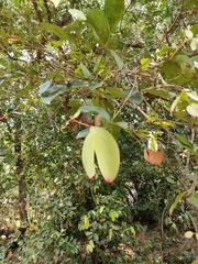 Cinnamomum verum