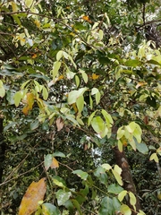 Cinnamomum verum