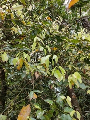Cinnamomum verum