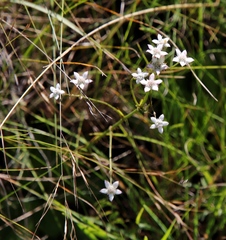 Alepidea natalensis