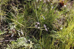 Alepidea natalensis