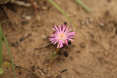 Delosperma neethlingiae