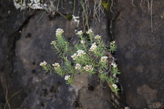 Crassula sarcocaulis