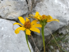 Heliopsis parvifolia