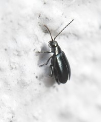 Phyllotreta nigripes