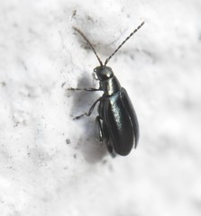 Phyllotreta nigripes