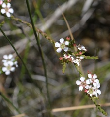 Baeckea brevifolia