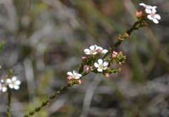 Baeckea brevifolia