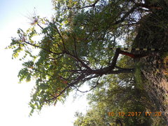 Pseudosmodingium perniciosum