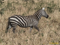 Equus quagga borensis