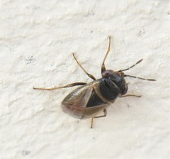 Geocoris megacephalus