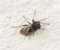 Geocoris megacephalus