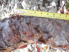 Pseudosmodingium perniciosum