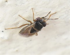 Geocoris megacephalus