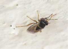 Geocoris megacephalus