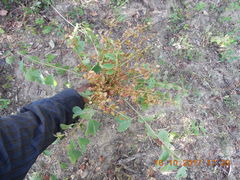 Pseudosmodingium perniciosum