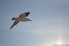 Larus occidentalis