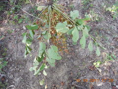 Pseudosmodingium perniciosum