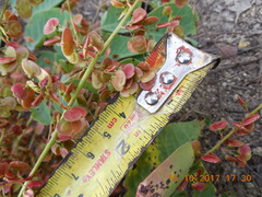 Pseudosmodingium perniciosum