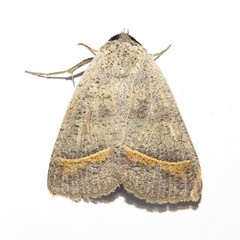 Pantydia capistrata