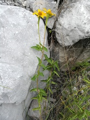 Heliopsis parvifolia