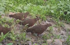 Ptilopachus petrosus