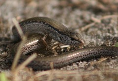 Hemiergis gracilipes