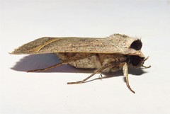 Pantydia capistrata