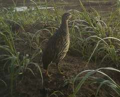 Pternistis bicalcaratus