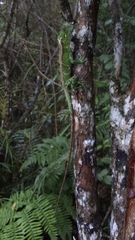 Enyalius iheringii