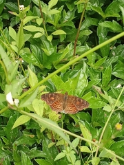 Anthanassa acesas