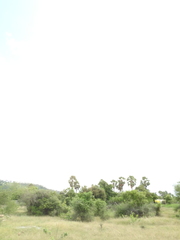 Borassus flabellifer