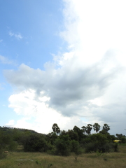 Borassus flabellifer