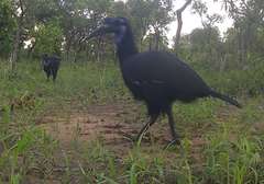 Bucorvus abyssinicus