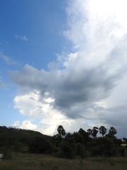 Borassus flabellifer