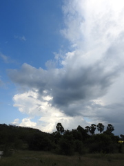 Borassus flabellifer