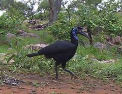 Bucorvus abyssinicus