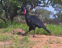Bucorvus abyssinicus