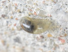 Vitrina pellucida