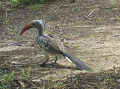 Tockus erythrorhynchus