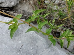 Heliopsis parvifolia