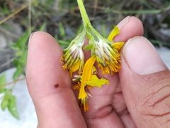 Heliopsis parvifolia